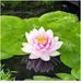 Moerings Nymphaea M’d Wilfron Gonnere | Waterlelie | In 3L Mand