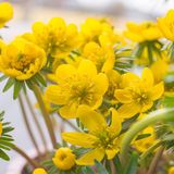 QFB Gardening Winterakoniet (Eranthis cilicica) | 45 stuks | Geel