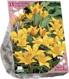 Baltus Bees & Butterflies - Tulipa Kolpakowskiana per 25