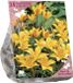 Baltus Bees & Butterflies - Tulipa Kolpakowskiana per 25