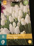 JUB - Muscari White magic