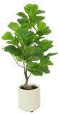 Countryfield Kunstpl ficus lyrata 15x15x66cm grn