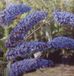 Arborix Buddleja Davidii 'Empire Blue' - Vlinderstruik - 40-60 cm in pot