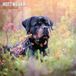 Magnet & Steel Rottweiler Kalender 2027 Wandkalender