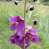 Arborix Verbascum 6 x Verbascum Phoeniceum - Toorts Pot 9x9 cm - Paarse Torenbloemen