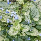 Arborix Brunnera 6 x Brunnera Macrophylla - Kaaps-Vergeet-Me-Nietje pot 9x9cm