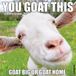 Willow Creek Press You Goat This 2027 12 X 12 Wall Calendar
