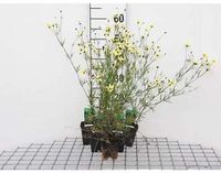 GRDplanten Bol 6x Meisjesogen - Coreopsis vert. 'Moonbeam' | 9x9 cm pot