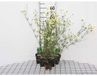 GRDplanten Bol 6x Meisjesogen - Coreopsis vert. 'Moonbeam' | 9x9 cm pot