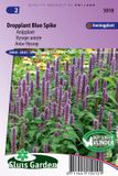 Sluis Garden Dropplant Blue Spike (Agastache foeniculum)