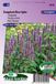 Sluis Garden Dropplant Blue Spike (Agastache foeniculum)