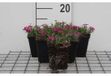GRDplanten Vlambloem 6x Phlox (d) 'Crackerjack' Roze Half-schaduw Tuinplanten - mix