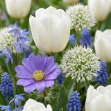 Green boutiQ - 1000x Bulb Garden Blue - Blauwe bollentuinmix