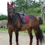 Weatherbeeta Prime Dressage Zadeldek Donkerrood Pony Katoen