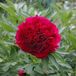 Paeonia 3 x Paeonia Officinalis 'Rubra Plena' - Pivoine de jardin pot 9x9cm