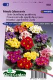 Merkloos / Sans marque Sluis Garden Primula Colossea Mixed (Sleutelbloem)