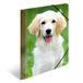 HERMA 7139 verzamelmap DIN A4 dieren honden, 3-delige set, stevige kunststof, opbergmap met bedrukte binnenkleppen en elastiek, documentenmap voor kinderen, jongens en meisjes