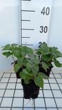 Groendecor Tuinarchitectuur 6x Lamium orvala | 9x9 cm pot