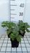 Groendecor Tuinarchitectuur 6x Lamium orvala | 9x9 cm pot