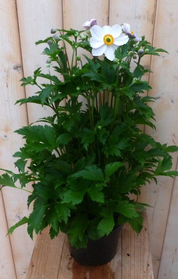 Warentuin Natuurlijk Herfstanemoon Anemone wit