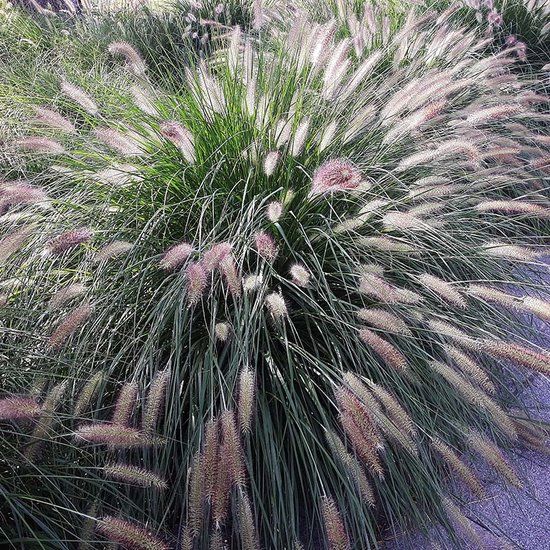Plantcentrum.nl Pennisetum alopecuroides 'Hameln' - Lampenpoetsersgras - Planthoogte: 20 cm - Pot Ø 11 cm (1 liter)