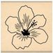 Florilèges Design FB210148 stempel voor scrapbooking, hibiscus, wit/beige, 4 x 4 x 2,5 cm