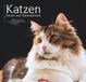 Katzen Weingarten Katzen - Diven auf Samtpfoten Kalender 2027