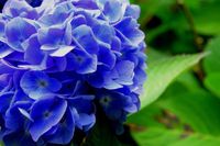 Ferrarium Hortensia blauwmaker 500 gram