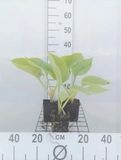 GRDplanten Hosta 6x Funkia - Hosta hybr. 'Sum And Substance' | 9x9 cm pot