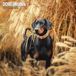 Magnet & Steel Dobermann Calendrier Mural 2027
