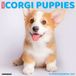 Willow Creek Press Corgi Puppies 2027 12 X 12 Wall Calendar