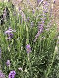 GRDplanten Groendecor Tuinarchitectuur 6x Lavandel - Lavandula angustifolia 'Munstead' | 9x9 cm pot