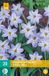Jub Ipheion Wisley Blue bloembollen 20 stuks blauw