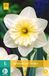 jub Ice Follies Narcissus Ice Follies 5 Stuks