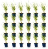 Green boutiQ - Molinia arund. Karl Foerster - Pijpestrootje - 24 planten