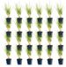 Green boutiQ - Molinia arund. Karl Foerster - Pijpestrootje - 24 planten