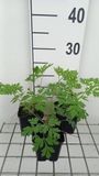 GRDplanten Groendecor Tuinarchitectuur 6x Gebroken hartje - Dicentra formosa | 9x9 cm pot