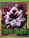 Hip Hip Hippeastrum! Encyklopedia ze zwartnicami (amarylisami) od A do Y do kolorowania: książka botaniczna