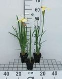 GRDplanten Groendecor Tuinarchitectuur 6x Baardloze iris - Iris sib. 'Snow Queen' | 9x9 cm pot