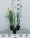 GRDplanten Groendecor Tuinarchitectuur 6x Baardloze iris - Iris sib. 'Snow Queen' | 9x9 cm pot