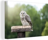 OneMillionCanvasses Canvas Schilderij - Oeraluil - 150x100cm - Wanddecoratie