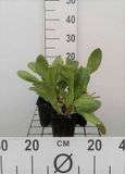 GRDplanten Groendecor Tuinarchitectuur 6x Bergenia - Bergenia hybr. 'Bressingham White' | 9x9 cm pot