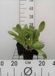 GRDplanten Groendecor Tuinarchitectuur 6x Bergenia - Bergenia hybr. 'Bressingham White' | 9x9 cm pot