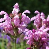 Arborix Prunella 6x Prunella Grandiflora 'Pink Loveliness' - Brunel pot 9x9cm, langbloeiend en vlinderaantrekkend