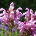 Arborix Prunella 6x Prunella Grandiflora 'Pink Loveliness' - Brunel pot 9x9cm, langbloeiend en vlinderaantrekkend
