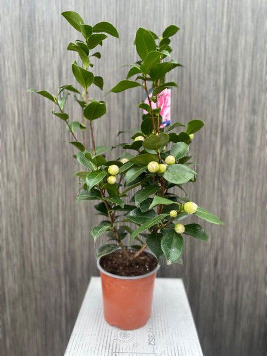 Warentuin natuurlijk Oosterik home - Camelia Japonica