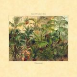 Chamaerops Heart Of Snake & Mira - Chamaerops (LP)
