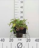 Groendecor Tuinarchitectuur 6x Duizendknoop - Persicaria ampl. 'Inverleith' | 9x9 cm pot