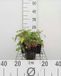 GRDplanten Groendecor Tuinarchitectuur 6x Duizenknoop - Persicaria ampl. 'Inverleith' | 9x9 cm pot