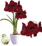 Merkloos / Sans marque Amaryllis Bol - Benfica - Rood - 1 stuk